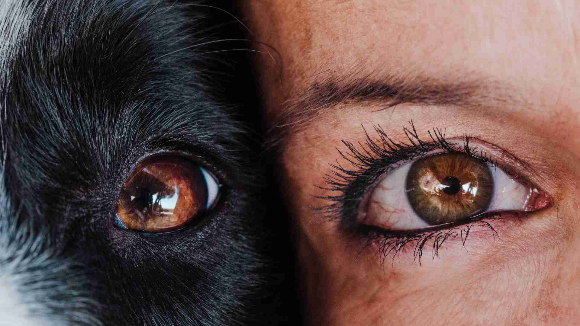 perrete con cataratas